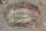 Two Thysanopeltella Trilobites With Cyphaspides & Basseiarges - Jorf #193667-3